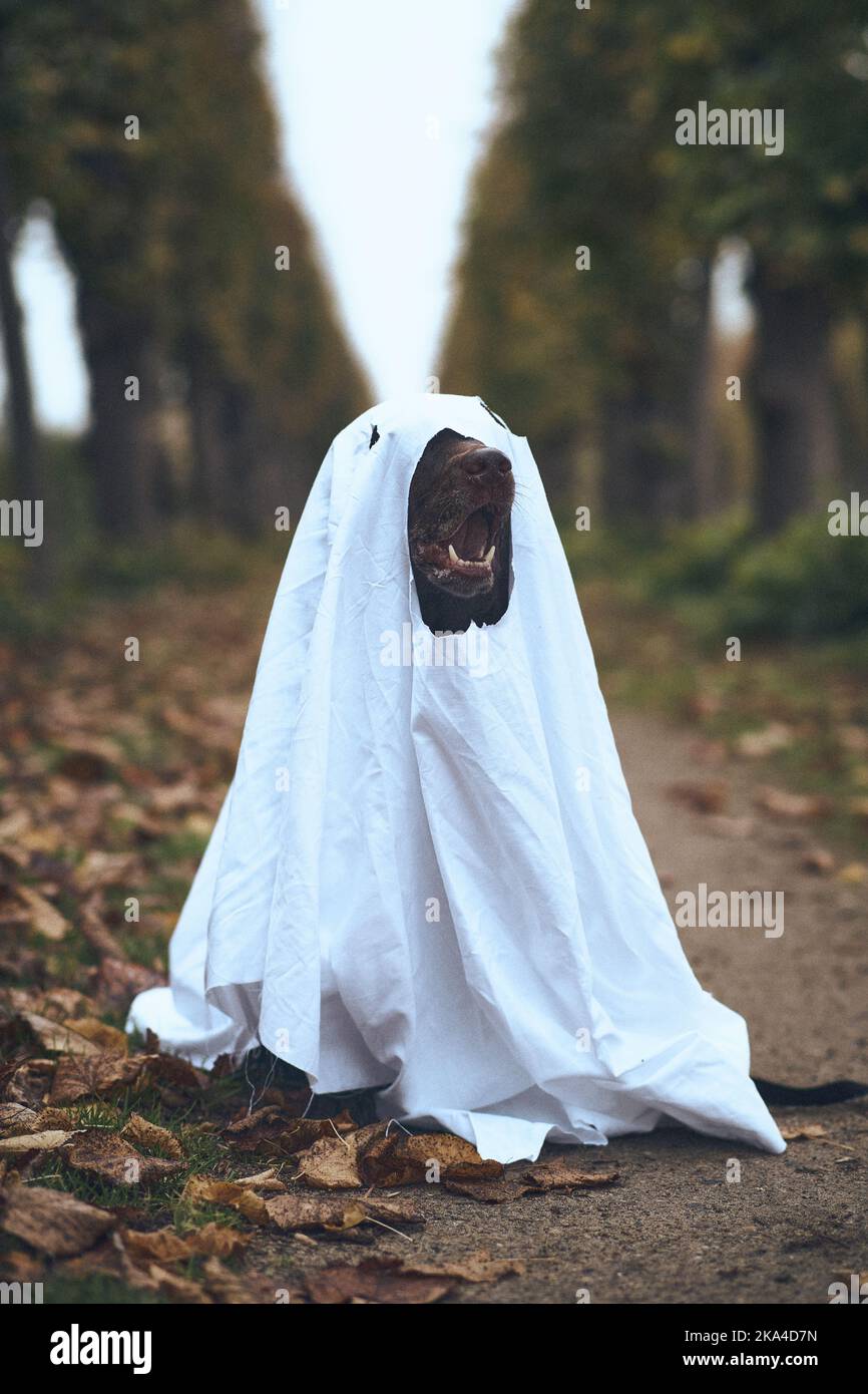 Hund ist als Geist verkleidet. Hochwertige Fotos Stockfoto