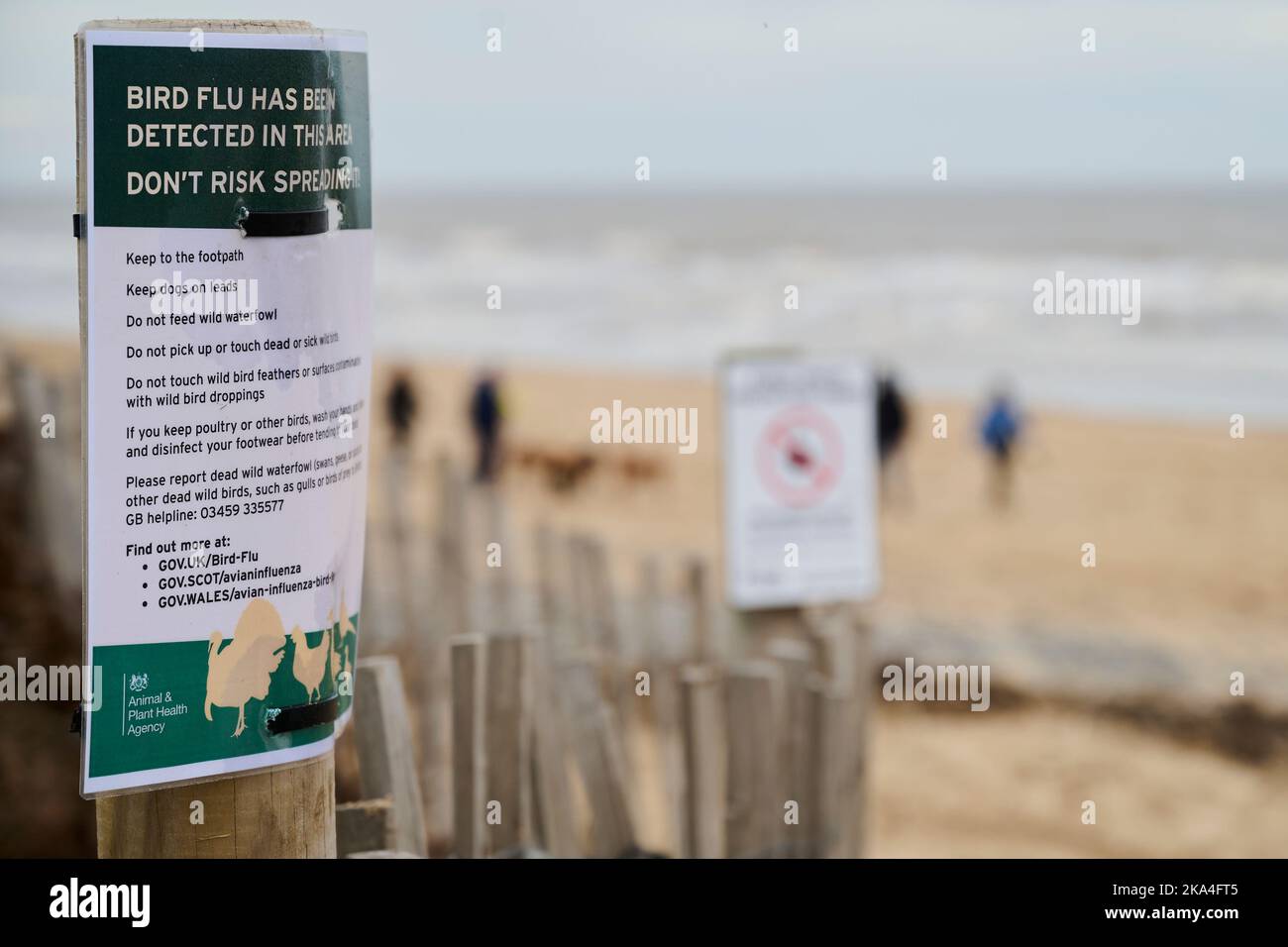Hinweis auf Vogelgrippe in der Nähe von St Annes Beach, Lancashire, Großbritannien gefunden Stockfoto