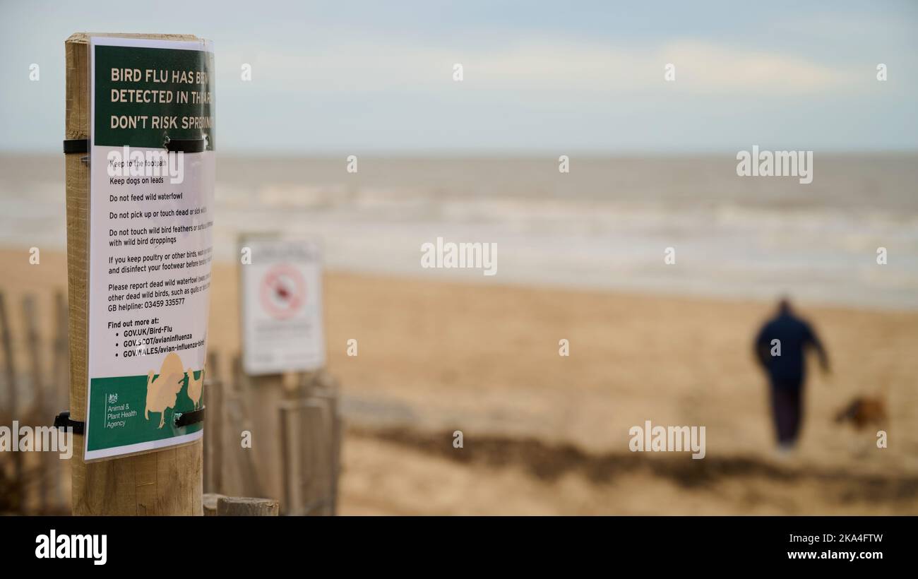 Hinweis auf Vogelgrippe in der Nähe von St Annes Beach, Lancashire, Großbritannien gefunden Stockfoto