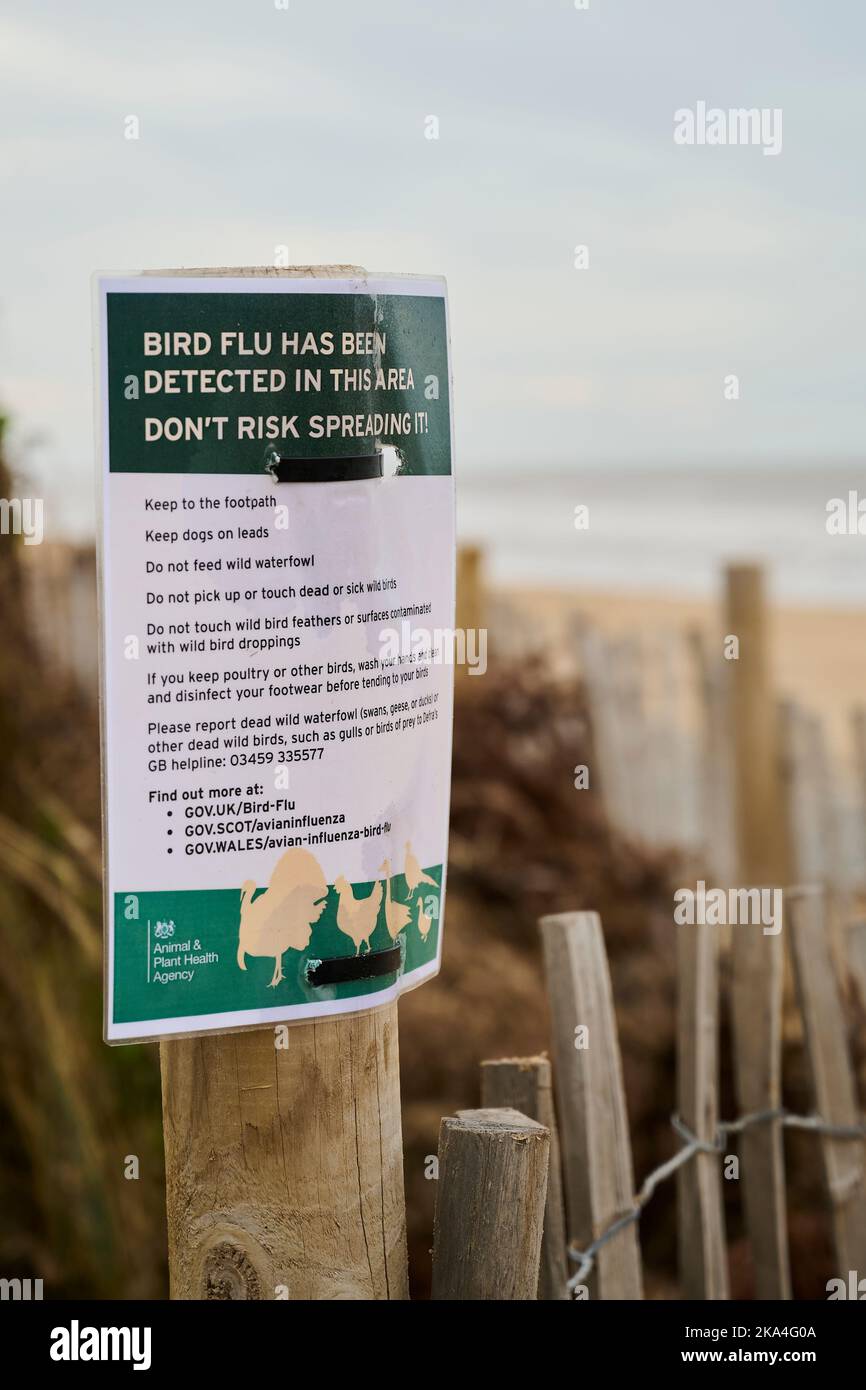 Hinweis auf Vogelgrippe in der Nähe von St Annes Beach, Lancashire, Großbritannien gefunden Stockfoto