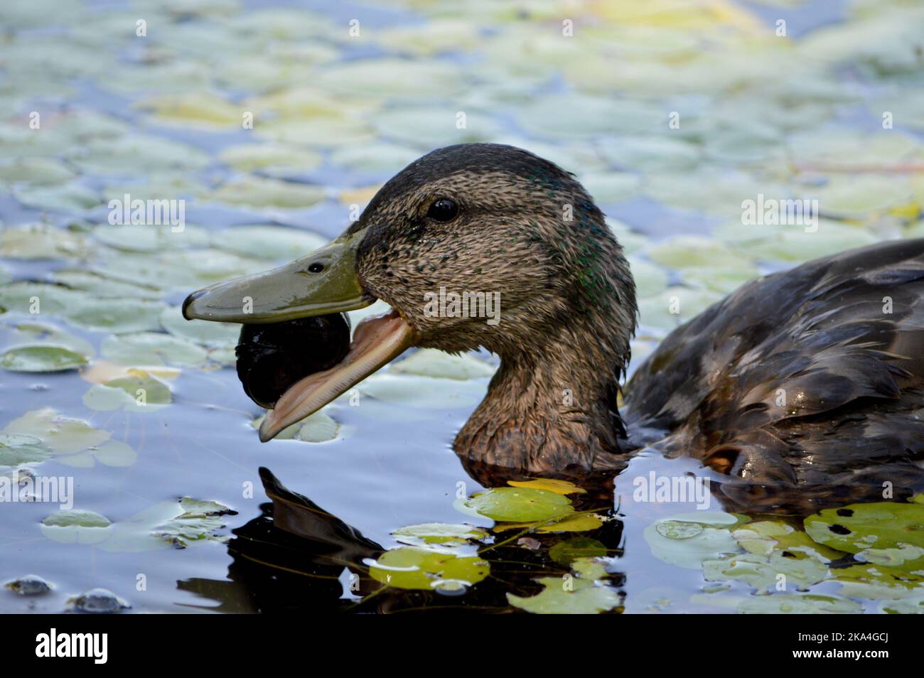 Ente, die eine Schnecke in Little Albro Lake, Dartmouth, Nova Scotia frisst (2022) Stockfoto