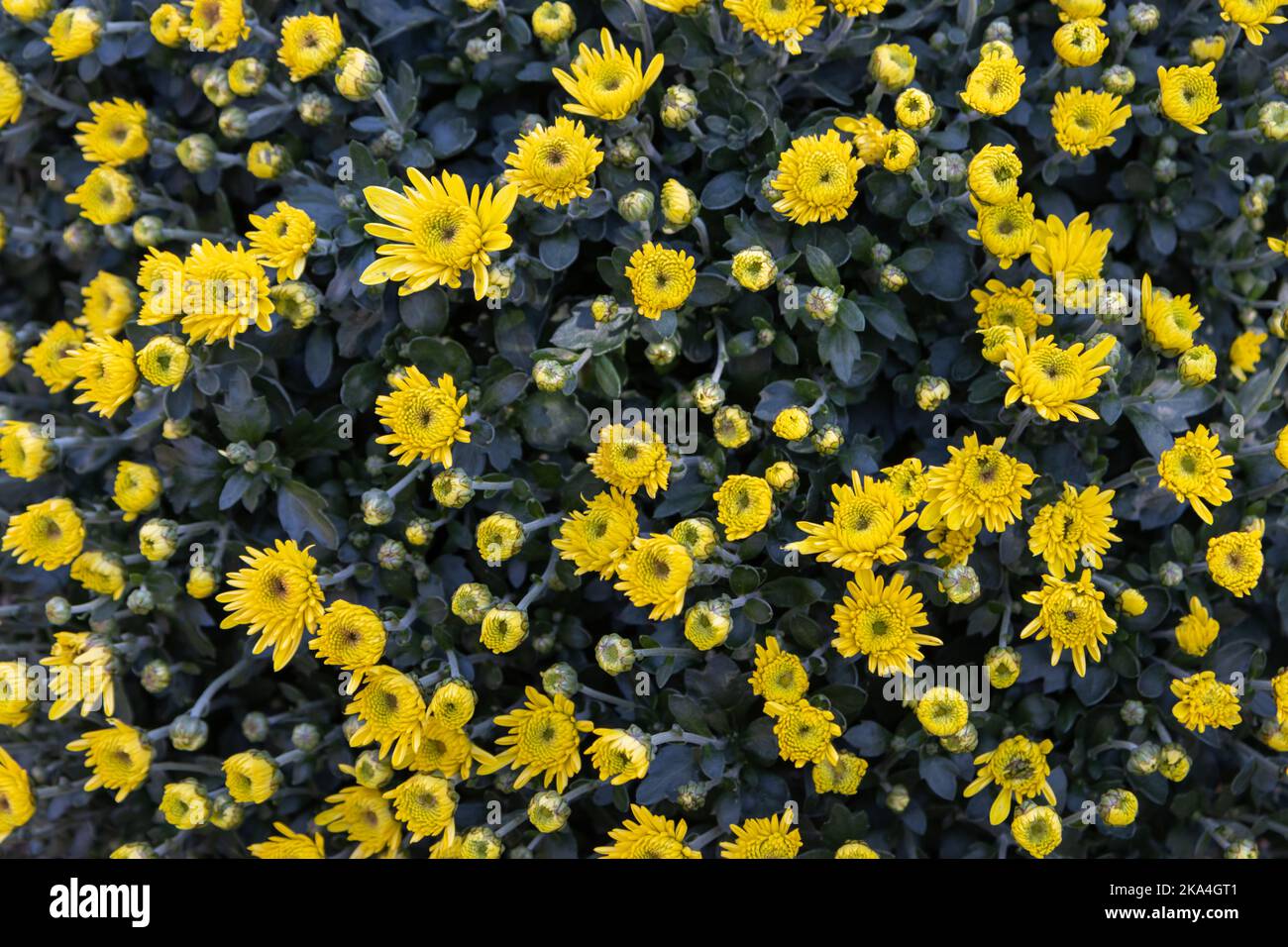 Gelbe Chrysanthemenblumen (Mütter) blühen in einem Garten Draufsicht Stockfoto