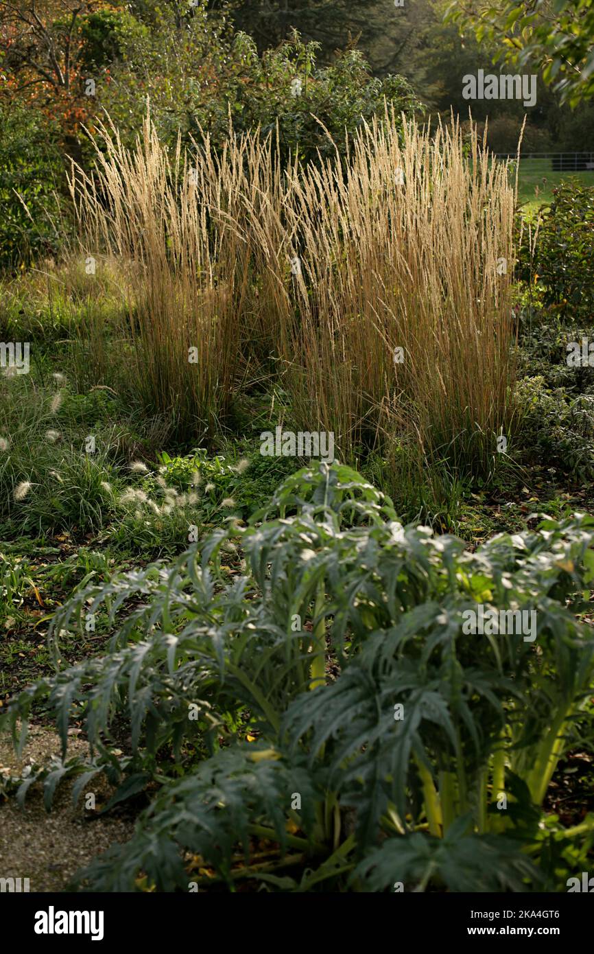 Calamagrostis x acutiflora 'Karl Foerster' im Monks Garden in Lesnes Abbey Woods, Abbey Wood, London, im Herbst - dürrebeständige Bepflanzung Stockfoto