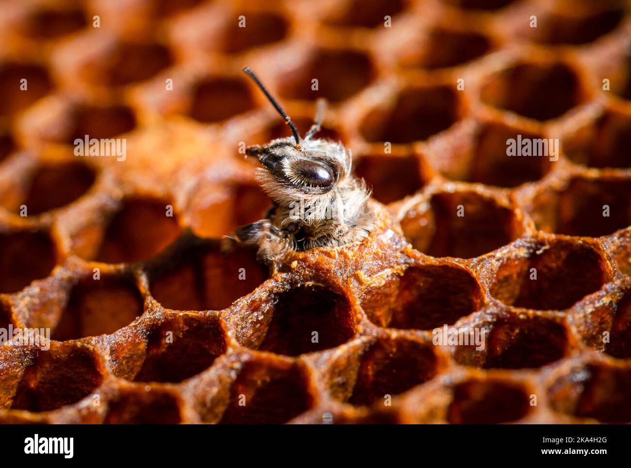 Junger Honig ragt den Kopf aus der Zelle Stockfoto