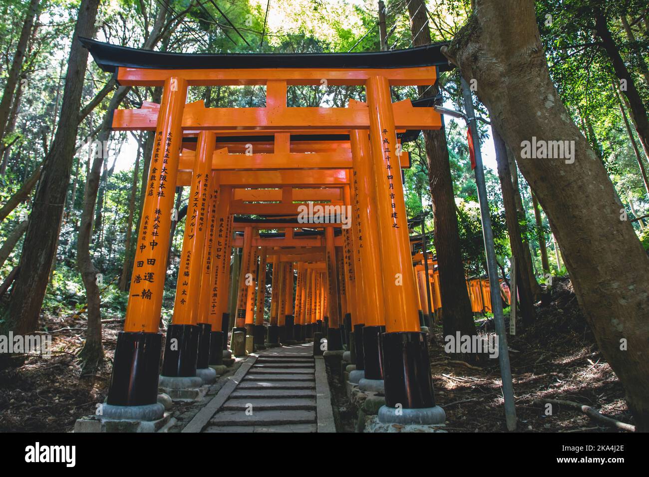 Das rote Torii-Tor im Fushimi Inari Taisha-Schrein ist das berühmte Wahrzeichen von Kyoto, Japan Stockfoto