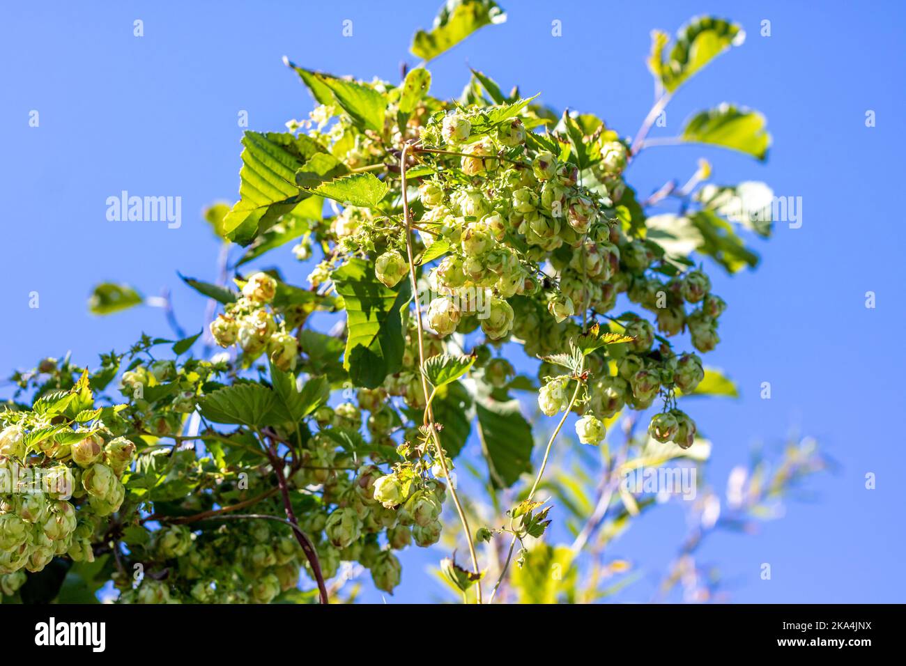 Hopfenzapfen (Humulus lupulus) in wilder Form auf einem Busch im Herbst Stockfoto