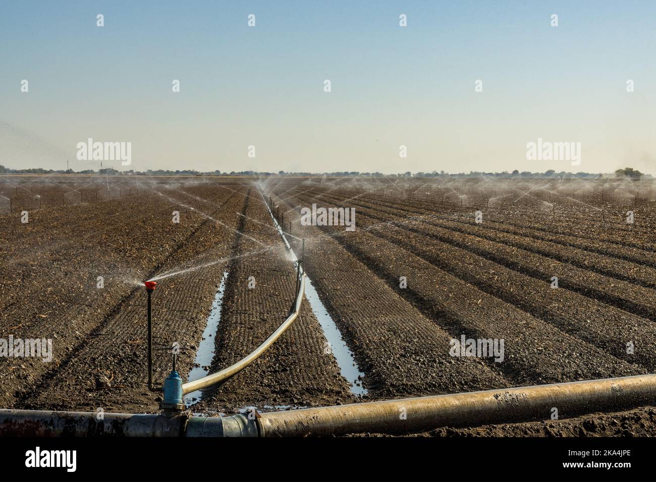 Was eine Woche zuvor ein Baumwollfeld war, wird jetzt bebaut und mit einer Deckpflanze für die Überwinterung im Central Valley von Kalifornien, USA, neu bepflanzt Stockfoto