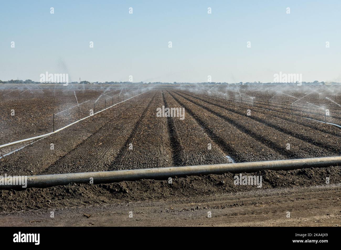 Was eine Woche zuvor ein Baumwollfeld war, wird jetzt bebaut und mit einer Deckpflanze für die Überwinterung im Central Valley von Kalifornien, USA, neu bepflanzt Stockfoto