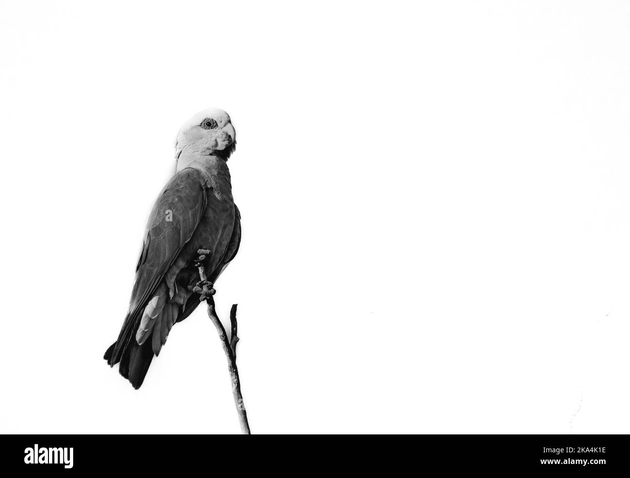 Ein Wellensittich (gemeiner Sittich, Melopsittacus undulatus) Papagei isoliert auf weißem Hintergrund Stockfoto