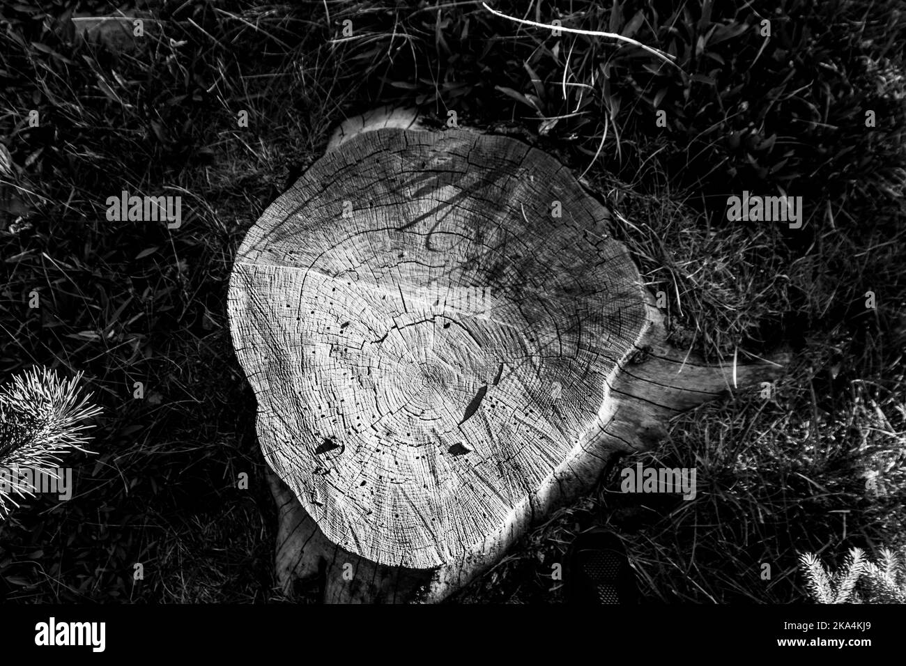 Nahaufnahme eines geschnittenen Baumstumpfs mit hartem Licht und Schatten Stockfoto