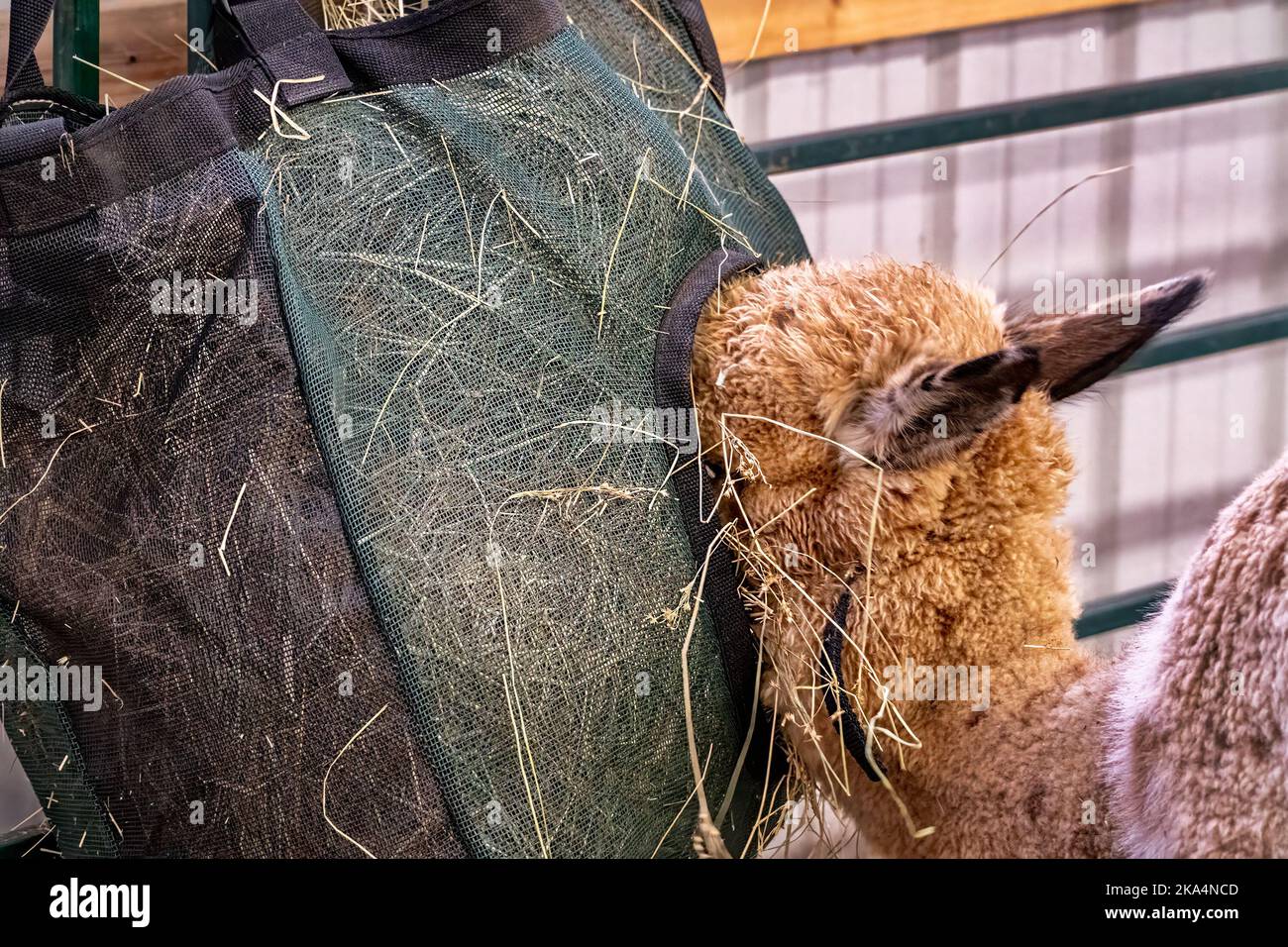 Alpaka-Fütterung aus einem Heubeutel.dieser Heubeutel hält das Heu vom Boden ab. Stockfoto