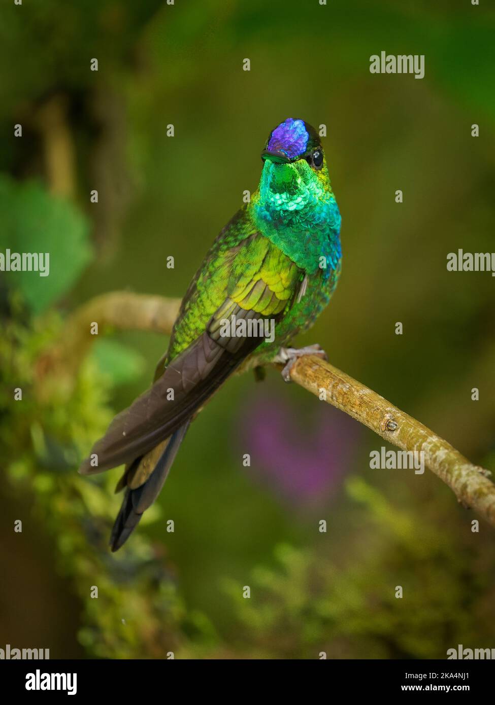 Violet-fronted Brilliant - Heliodoxa leadbeateri Kolibri in Brillanten, Stamm Helianthini in Lesbiinae, fand Bolivien, Kolumbien, Ecuador, Peru und Stockfoto