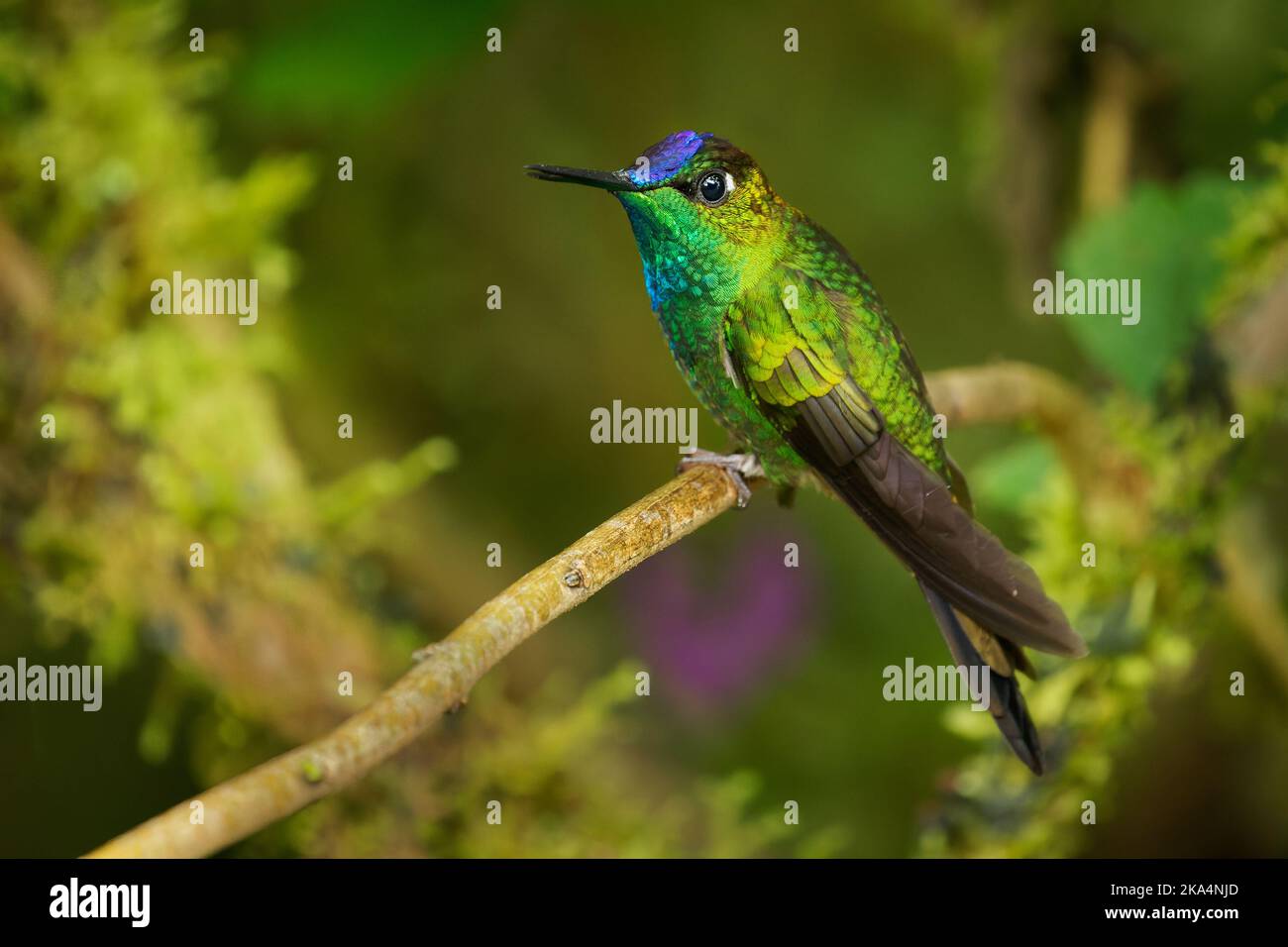 Violet-fronted Brilliant - Heliodoxa leadbeateri Kolibri in Brillanten, Stamm Helianthini in Lesbiinae, fand Bolivien, Kolumbien, Ecuador, Peru und Stockfoto