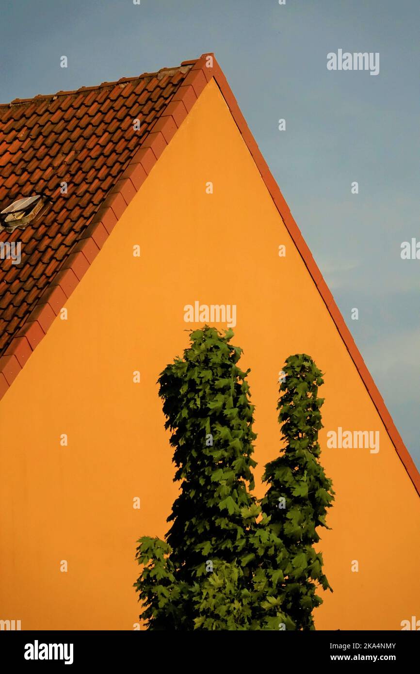 Gelber Giebel, rotes Schindeldach und grüner Baum (leicht verschwommen) bei Dämmerung im Frühjahr (vertikal), Hildesheim, Niedersachsen, Deutschland Stockfoto