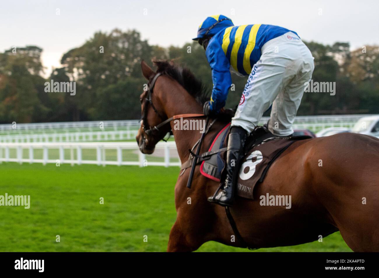 Ascot, Bergen, Großbritannien. 29.. Oktober 2022. Horse Fire Flyer mit Jockey Lorcan Williams gewinnt das Molton Brown Standard Open National Hunt Flat Race auf der Ascot Racecourse. Besitzer Michael Geoghegan. Trainer Paul Nicholls, Ditcheat. Züchter Burgage Stud. Sponsor Der Morson Group. Quelle: Maureen McLean/Alamy Stockfoto