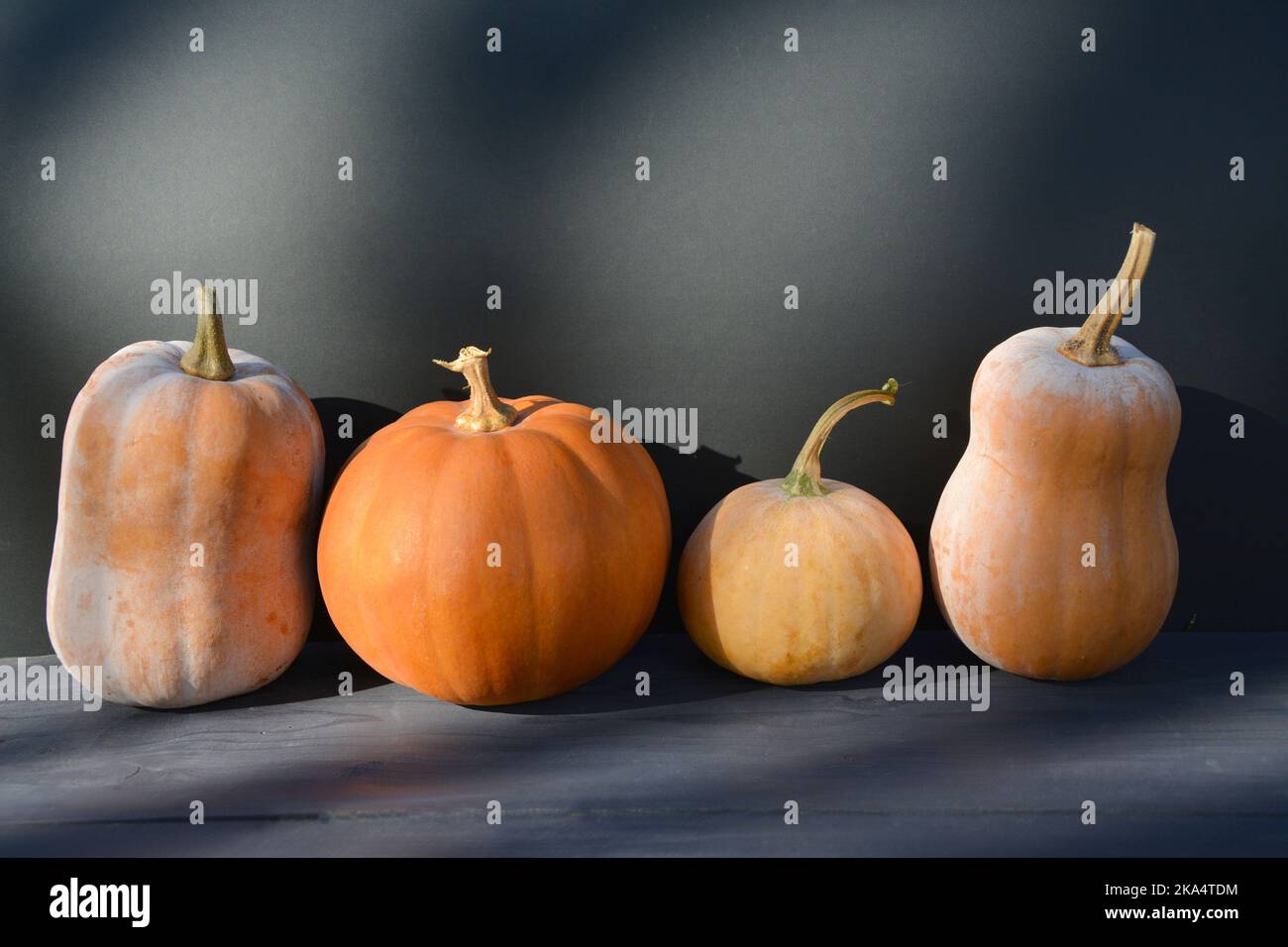 Moschata Kürbisse und Squashes auf schwarzem Hintergrund im Herbstlicht. Stockfoto