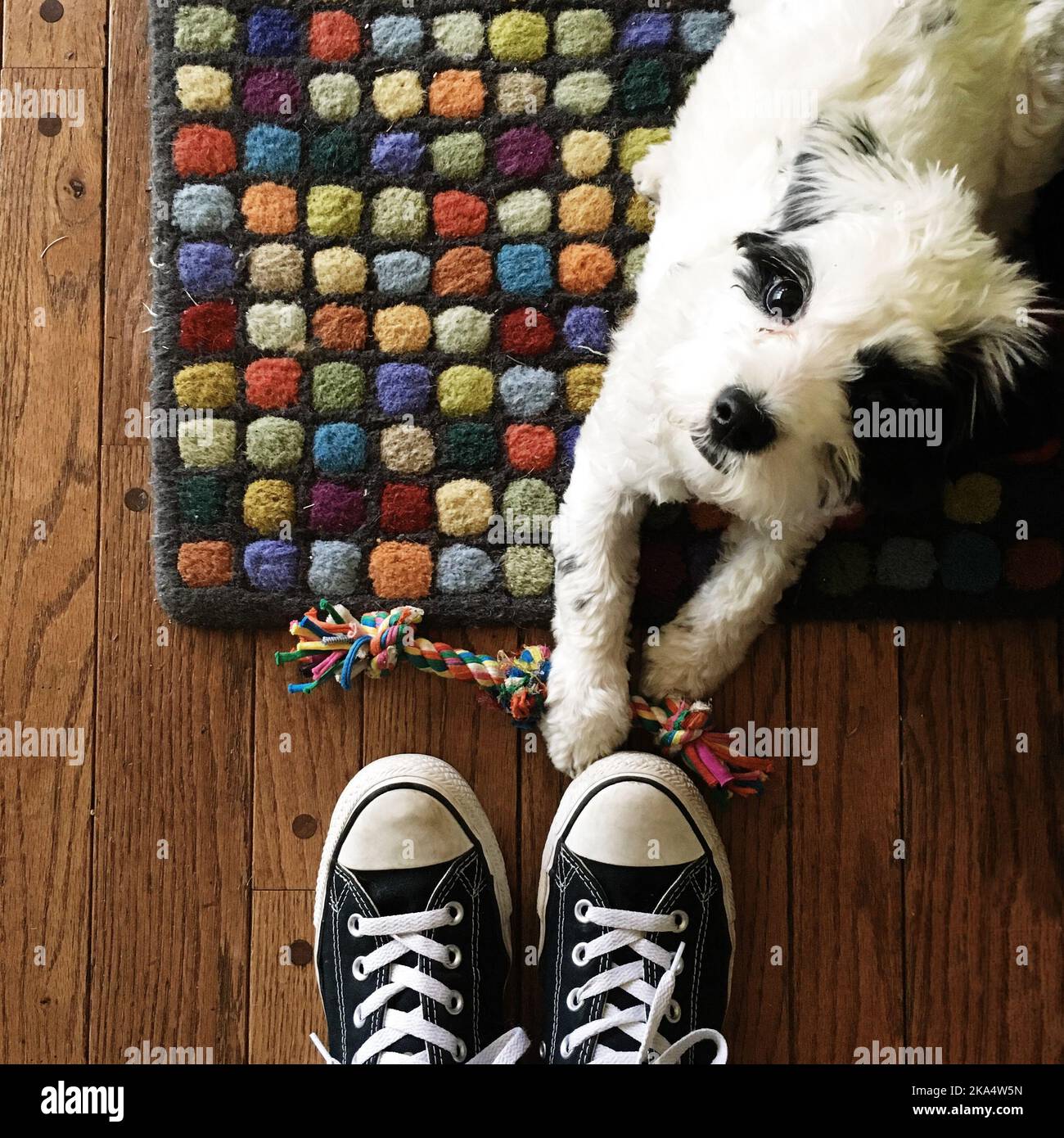 Ansicht von oben auf eine Person, die vor einem Hund steht, der mit einem Spielzeug auf dem Boden liegt Stockfoto