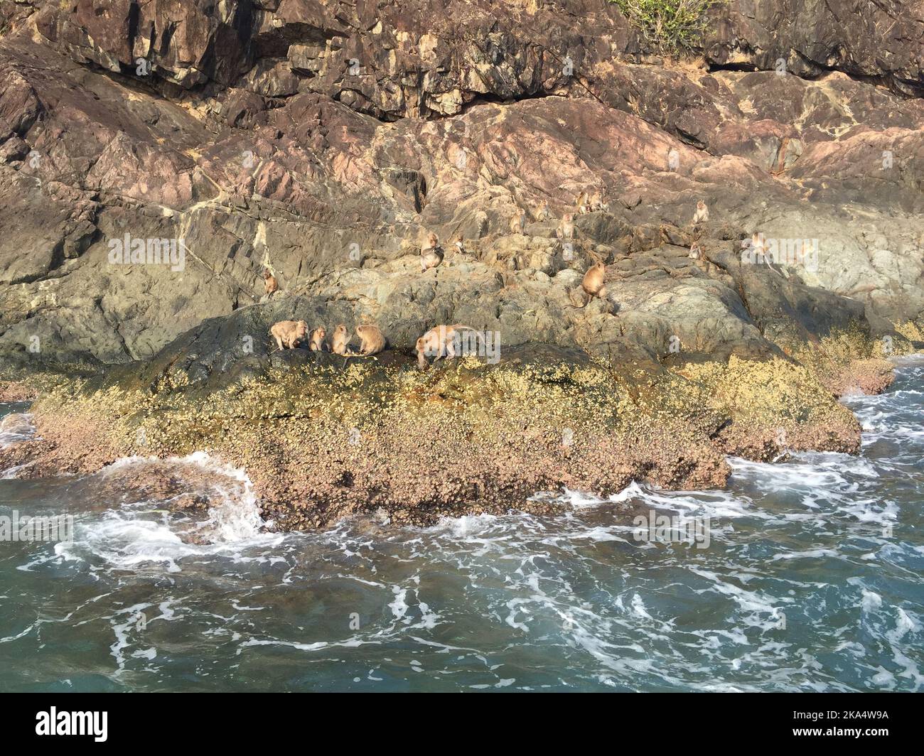 Affentruppe auf Küstenfelsen, Mu Ko Chang National Park, trat, Thailand Stockfoto