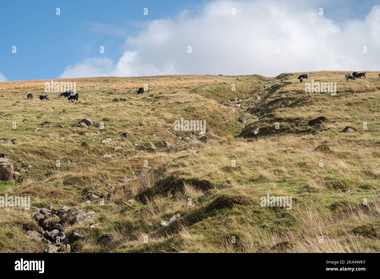 Walisische schwarze Rinder, die im oberen Swansea Valley, Wales, Großbritannien, weiden Stockfoto