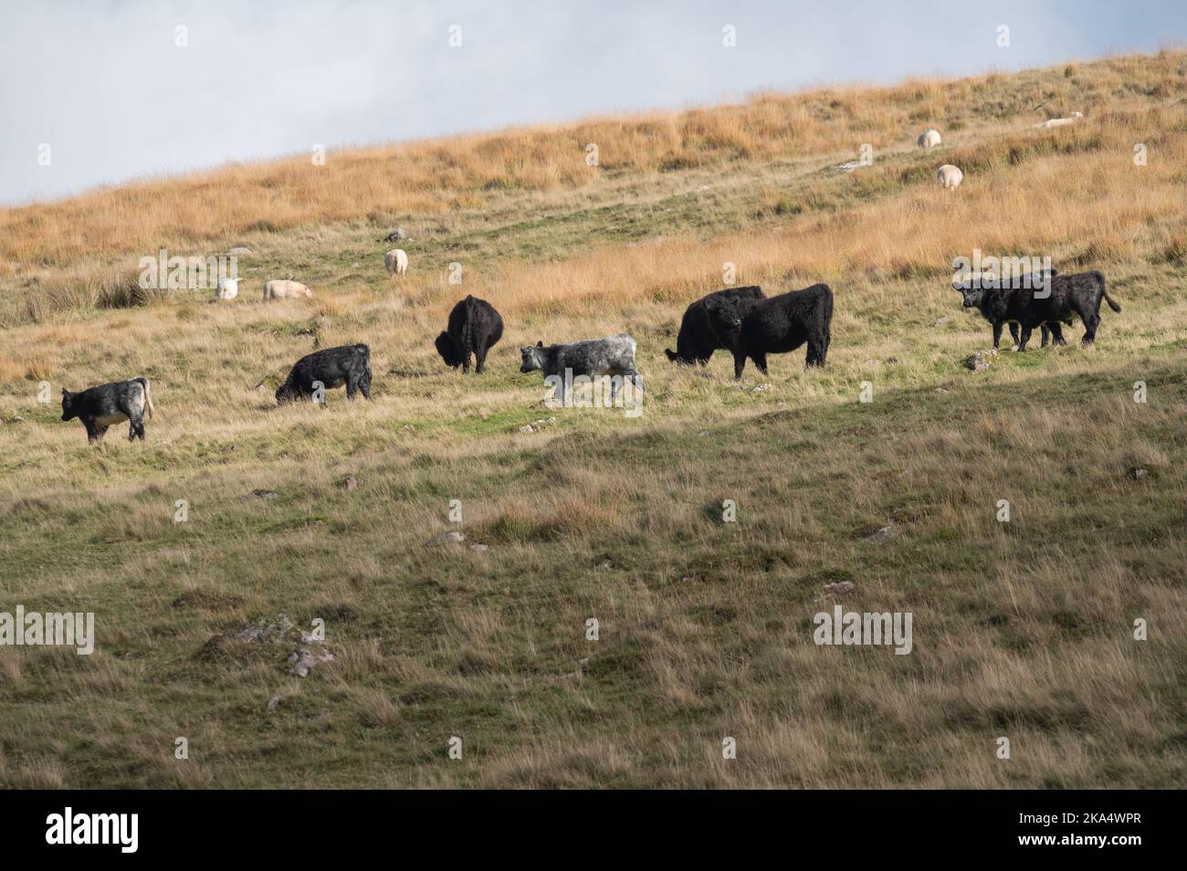 Schafe und walisische Schwarze Rinder grasen im oberen Swansea Valley, Wales, Großbritannien Stockfoto