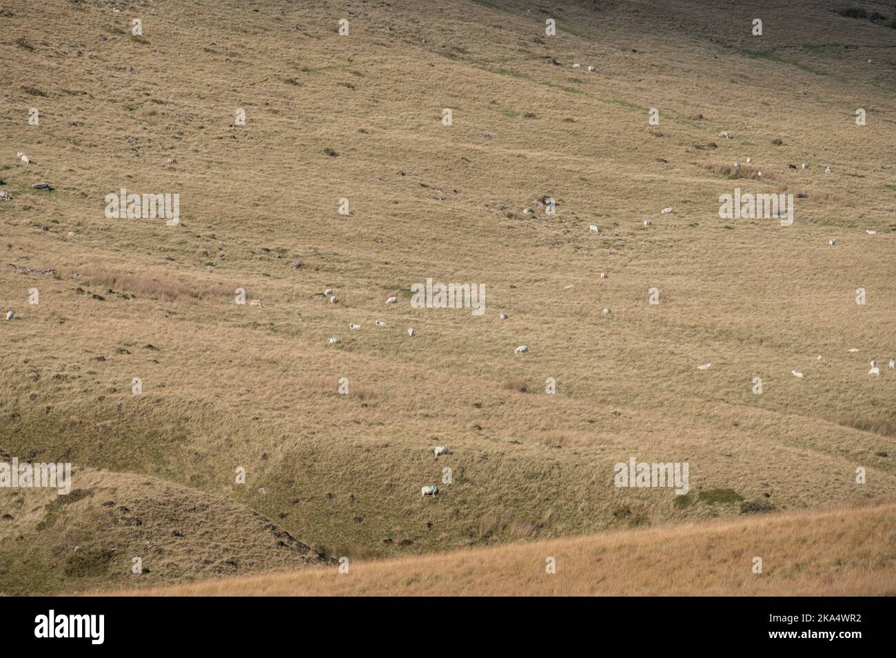 Schafspelzweide im oberen Swansea Valley, Wales, Großbritannien Stockfoto