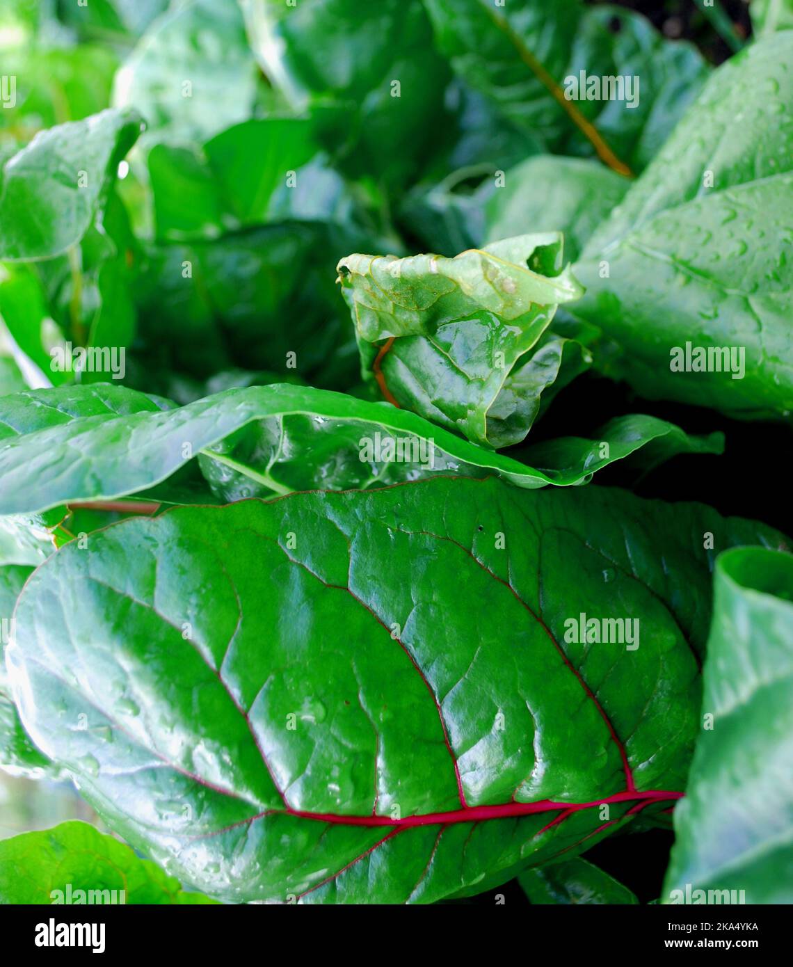 Ein Hintergrund aus grünem Salatblatt Stockfoto