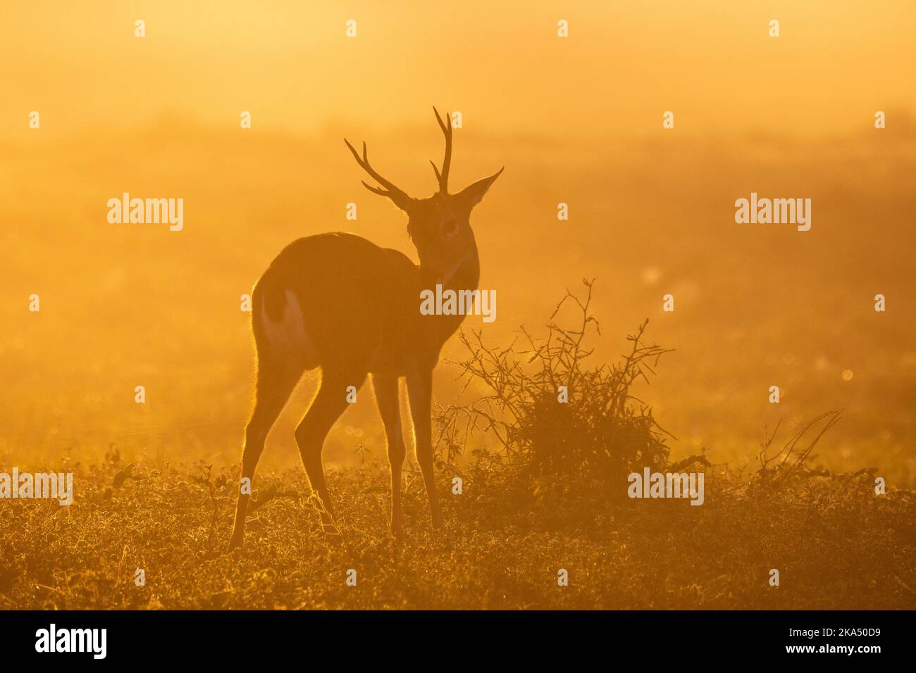 Wunderschöne Sonnenaufgangsansicht auf Pampas Deer mit Hintergrundbeleuchtung und Morgennebel Stockfoto