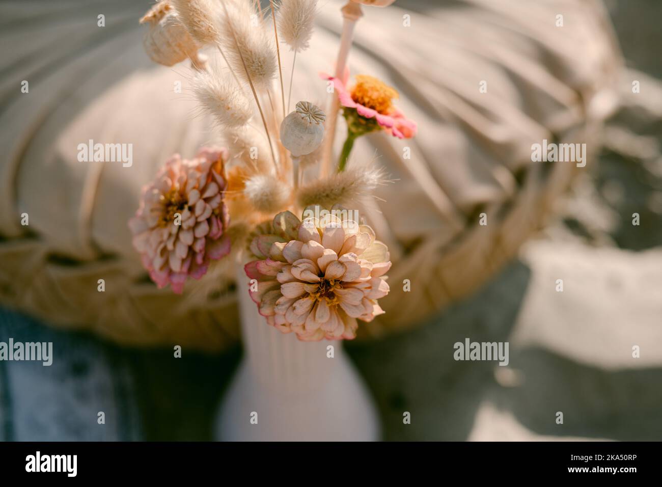 Rosa und braune Zinnia-Blüten in Vase Stockfoto