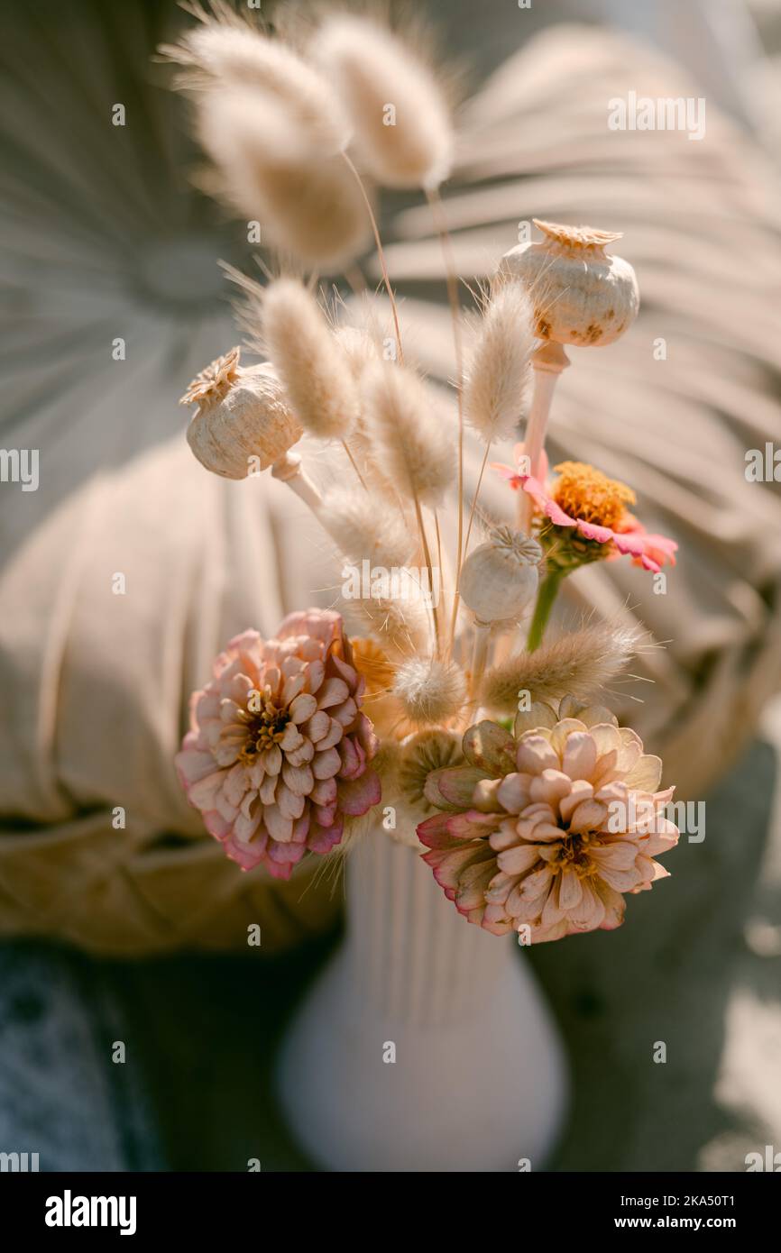 Rosa und bräunliche Zinnien-Blüten mit Baumwollschwanzfloralen Stockfoto