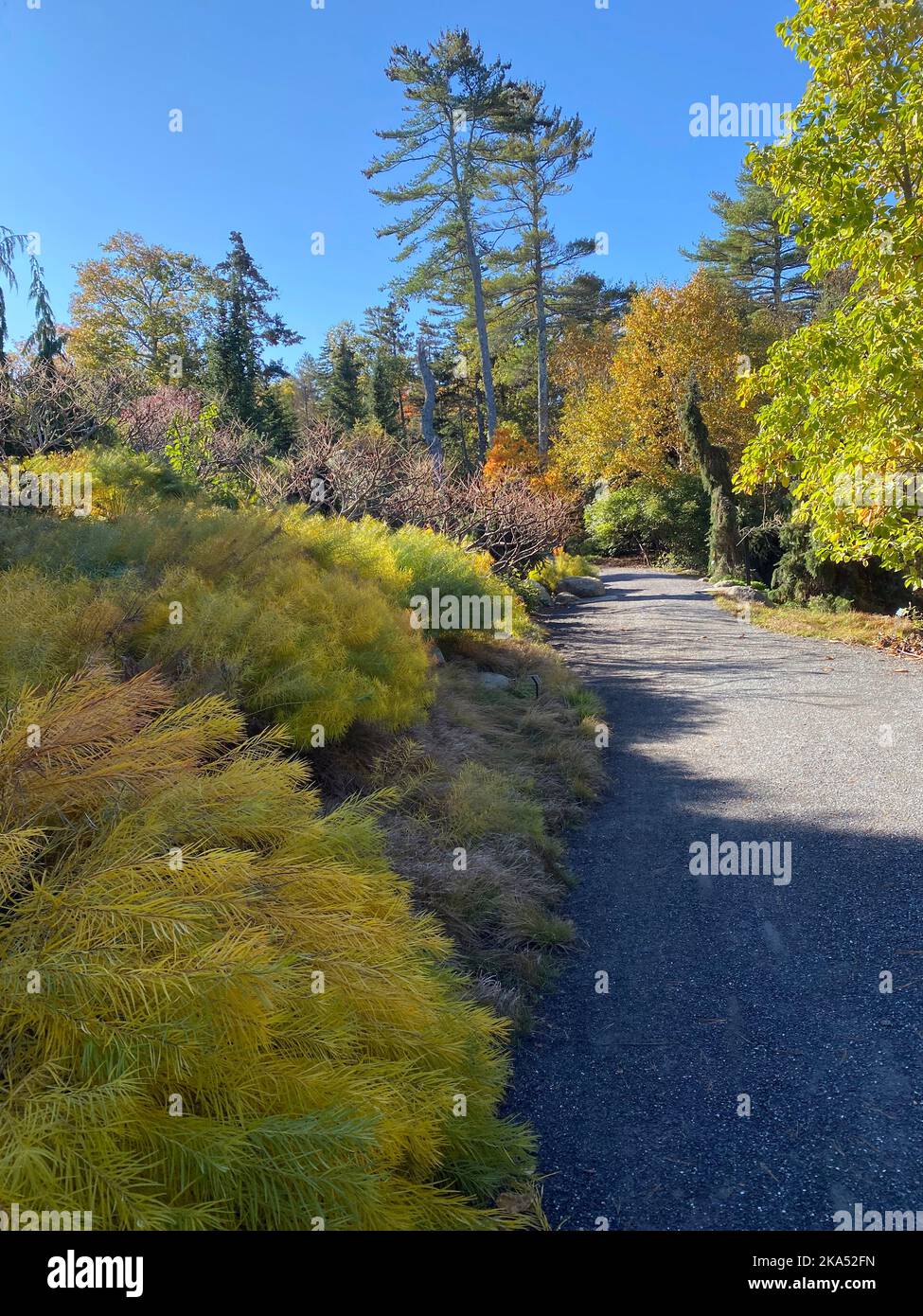 Dieser Weg im Coastal Maine Botanical führt durch den Haney Hillside Garden. Dieses Foto wurde im Oktober 2022 aufgenommen. Stockfoto