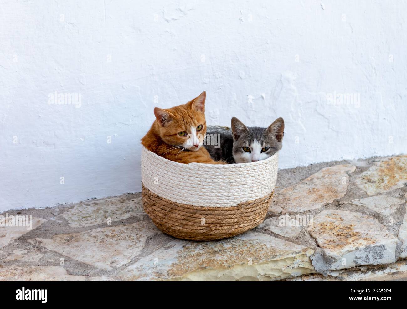 Zwei streunende, wilde Kätzchen schlafen in einem Korb. Wärme teilen. Stockfoto