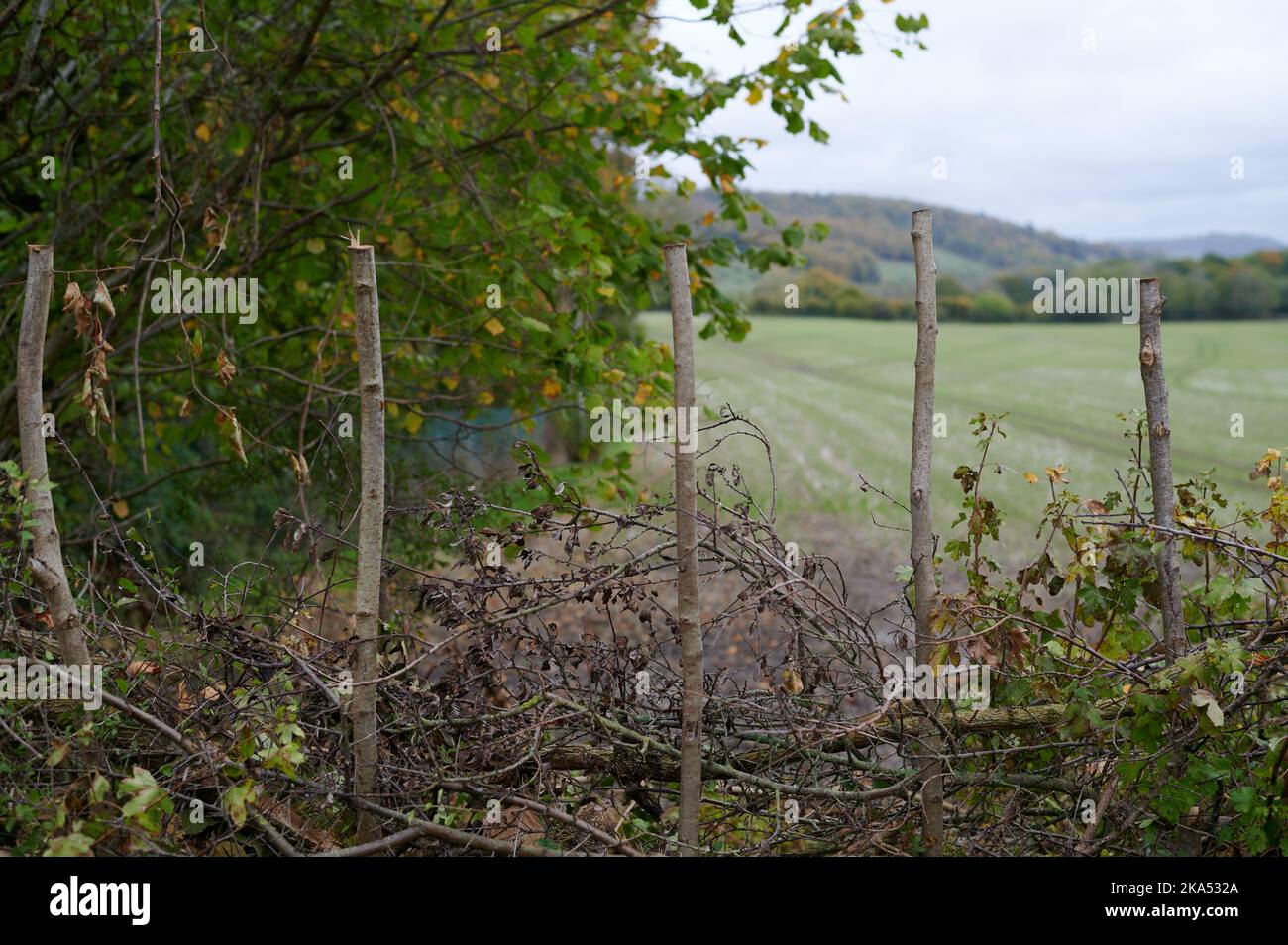 Aufrechte Holzzweige im Boden mit unscharfem Hintergrund am grau bewölkten Tag Stockfoto