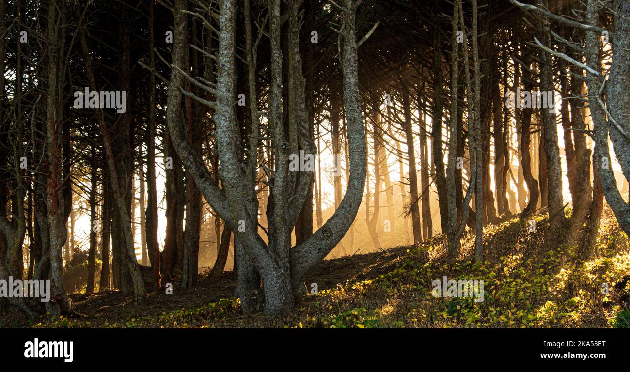 Getupptes Sonnenlicht durchbrach den Wald von Bäumen und schuf vertikale Linien und Schatten. Stockfoto