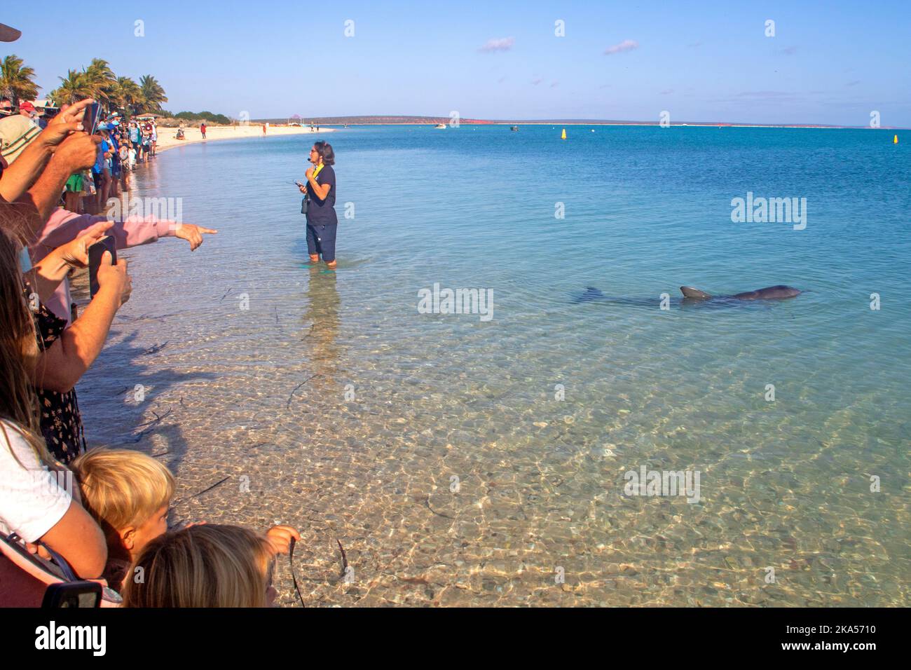 Großer Delphin bei der morgendlichen Fütterung bei Monkey Mia Stockfoto