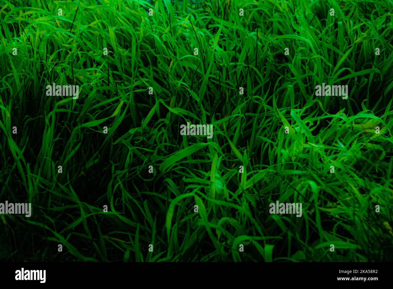 Nahaufnahme von langem, zerklüftetem und lebendigem Gras. Stockfoto