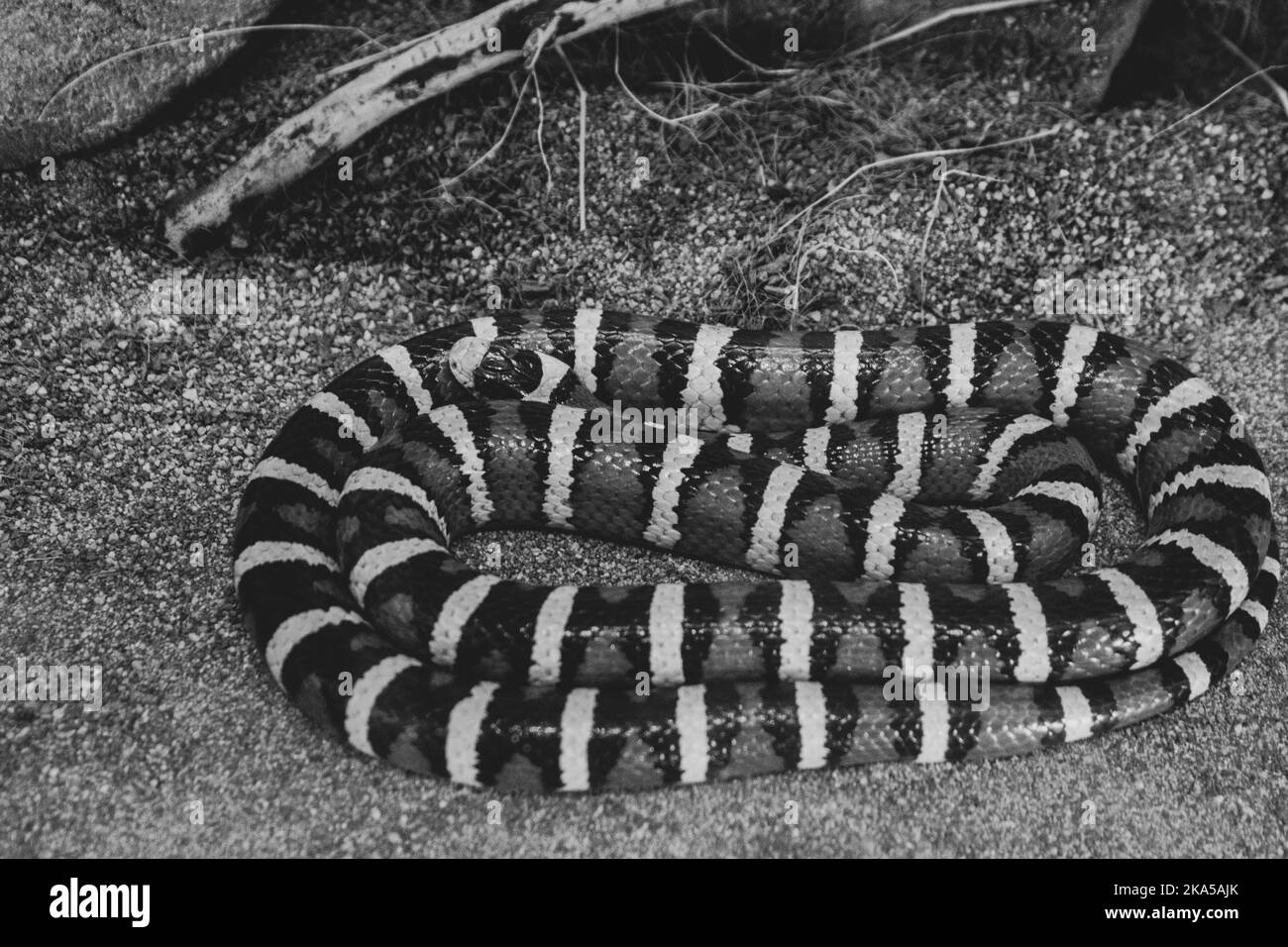 Eine Königsschlange aus dem Sonoranergebirge, die sich in einem Gehege zusammengerollt hat. Das Bild wird in Schwarzweiß dargestellt, um farbige Streifen hervorzuheben. Stockfoto