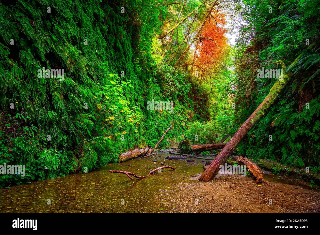 Der Redwood National Park wurde auf 1968 und in den kalifornischen State Parks, der Del Norte Coast, Jedediah Smith und dem Prariee Creek aus dem Jahr 1920s gegründet Stockfoto