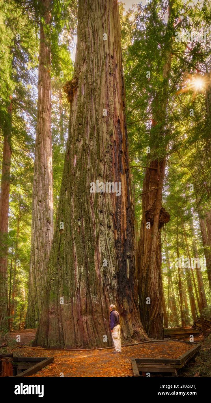 Der Redwood National Park wurde auf 1968 und in den kalifornischen State Parks, der Del Norte Coast, Jedediah Smith und dem Prariee Creek aus dem Jahr 1920s gegründet Stockfoto