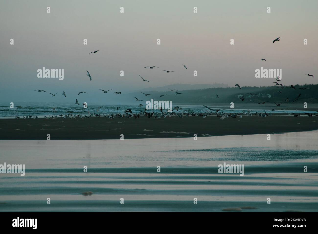 Ein großer Vogelschwarm startet bei Sonnenuntergang von einer Sandbar am Strand von Oregon. Stockfoto