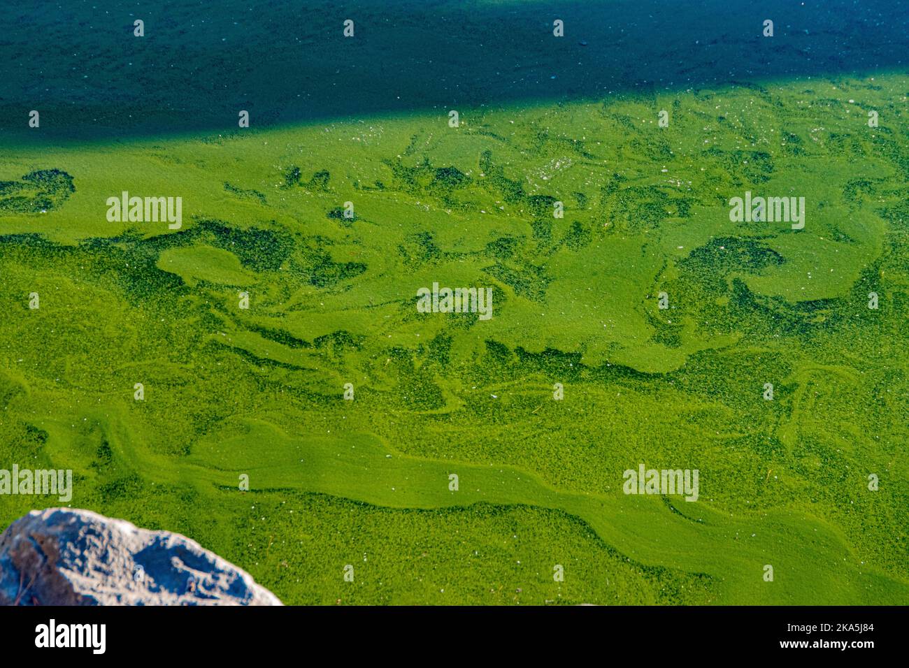 Grüne Algen wachsen in stagnierendem Wasser und erzeugen einen abstrakten Wirbeleffekt. Stockfoto