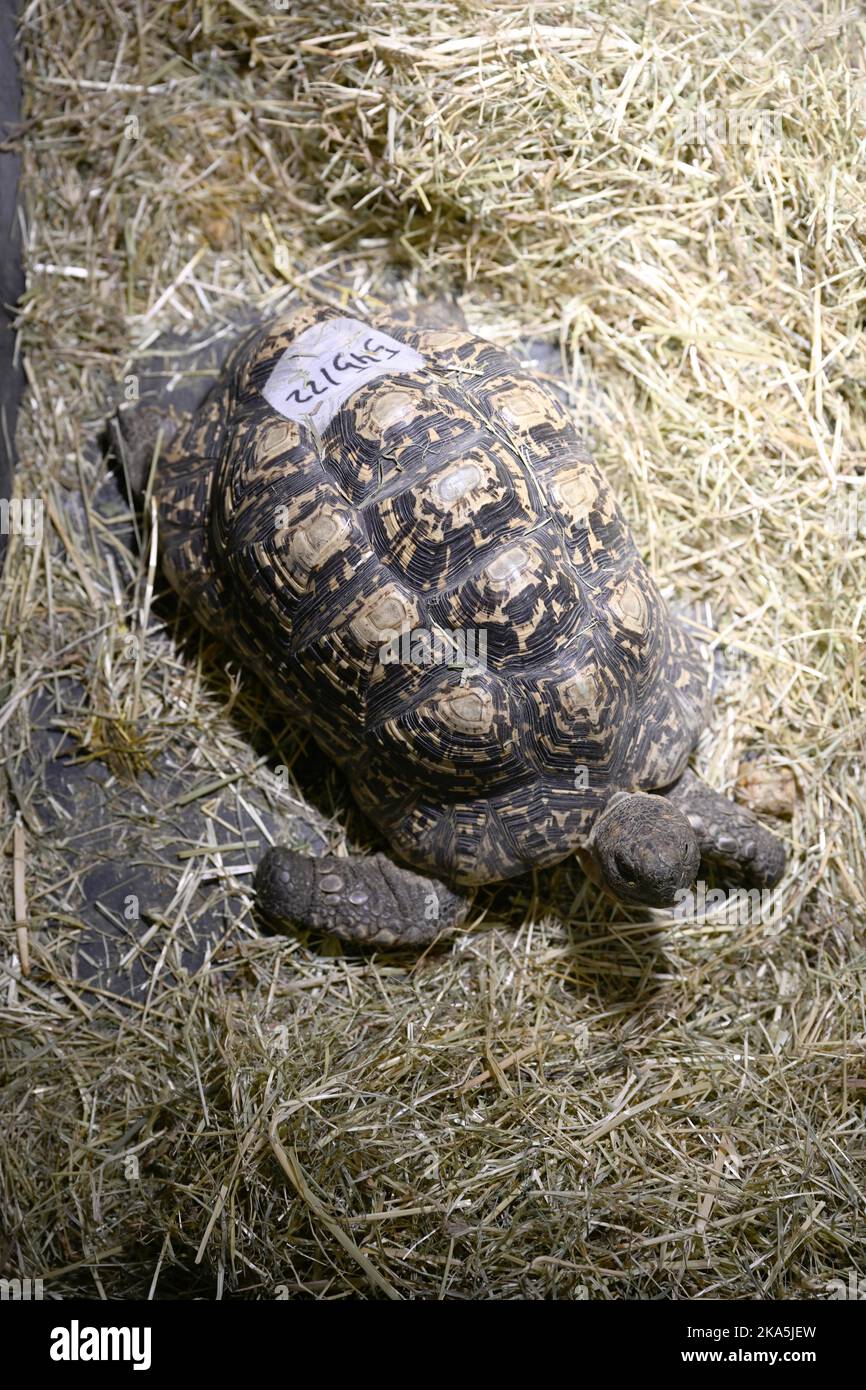 München, Deutschland. 28. Oktober 2022. Eine Panther-Schildkröte ist im Reptilienschutzgebiet für exotische Tiere zu sehen. Aufgrund steigender Energiekosten geben viele Menschen ihre exotischen Haustiere in Tierheime und Rettungszentren auf. (An dpa-KORR, „wenn die Energiekosten für Schlange, Gecko und co. Zu hoch werden“) Quelle: Felix Hörhager/dpa/Alamy Live News Stockfoto