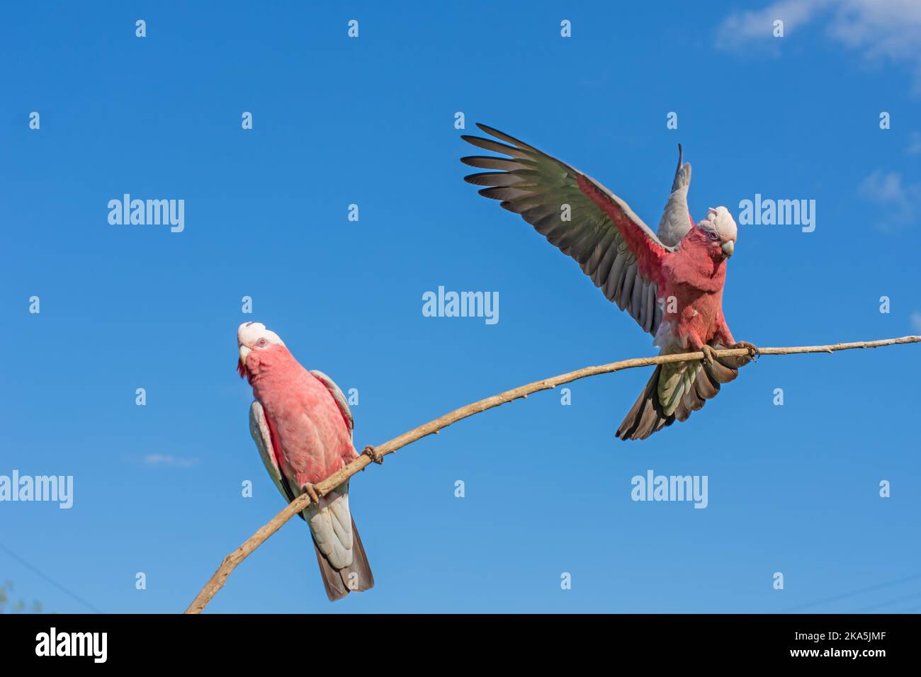 Zwei australische Galahs, Cacatua roseicapilla, auf einem hohen Ast, eine Landung. Stockfoto