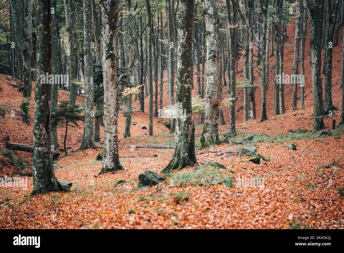 Folliage im Foreste Casentinesi Nationalpark, Italien Stockfoto