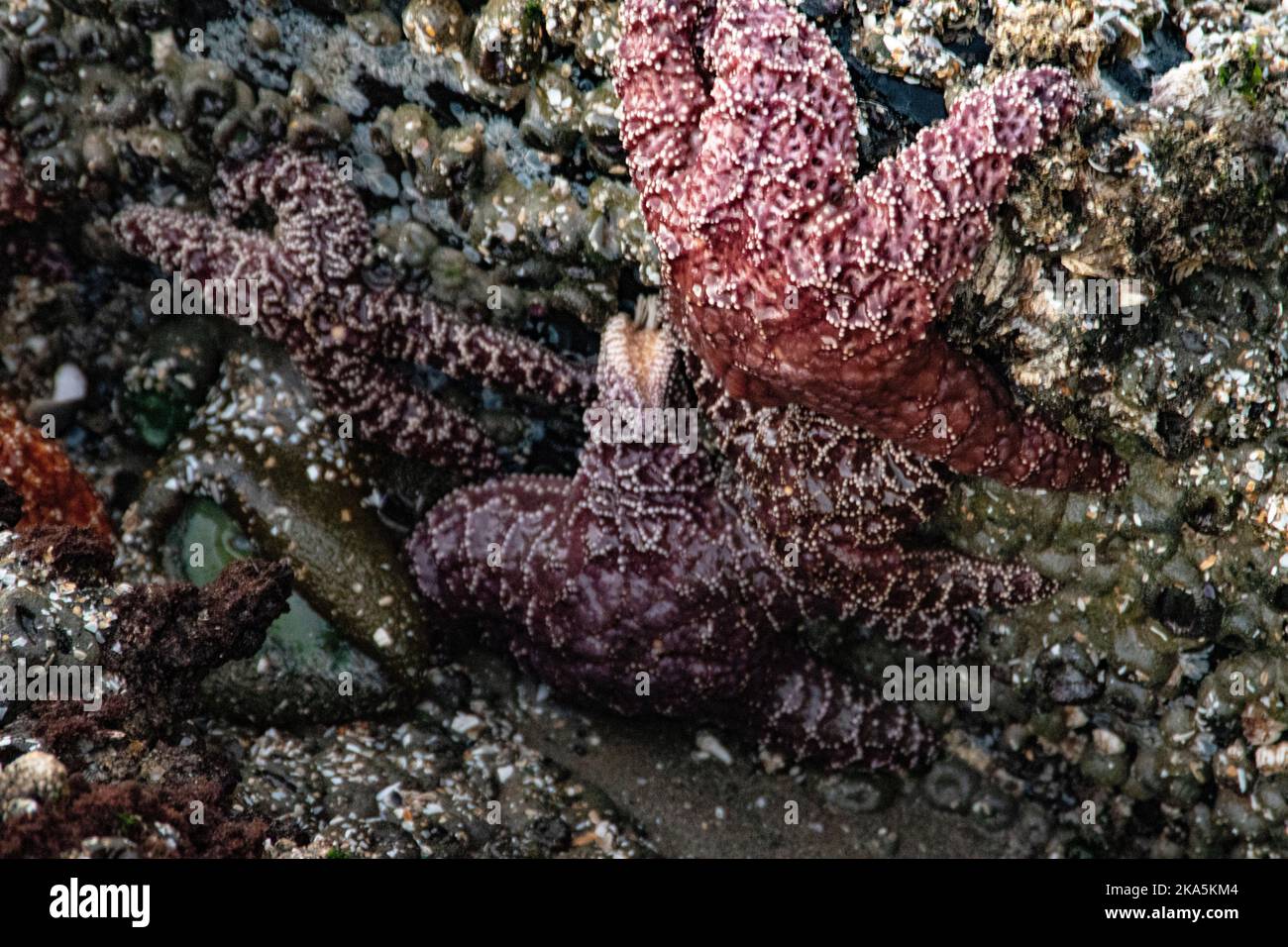 Sternfische, die sich an den mit dem Gipfel bedeckten Meeresstapeln an der Küste von Oregon Klammern. Stockfoto
