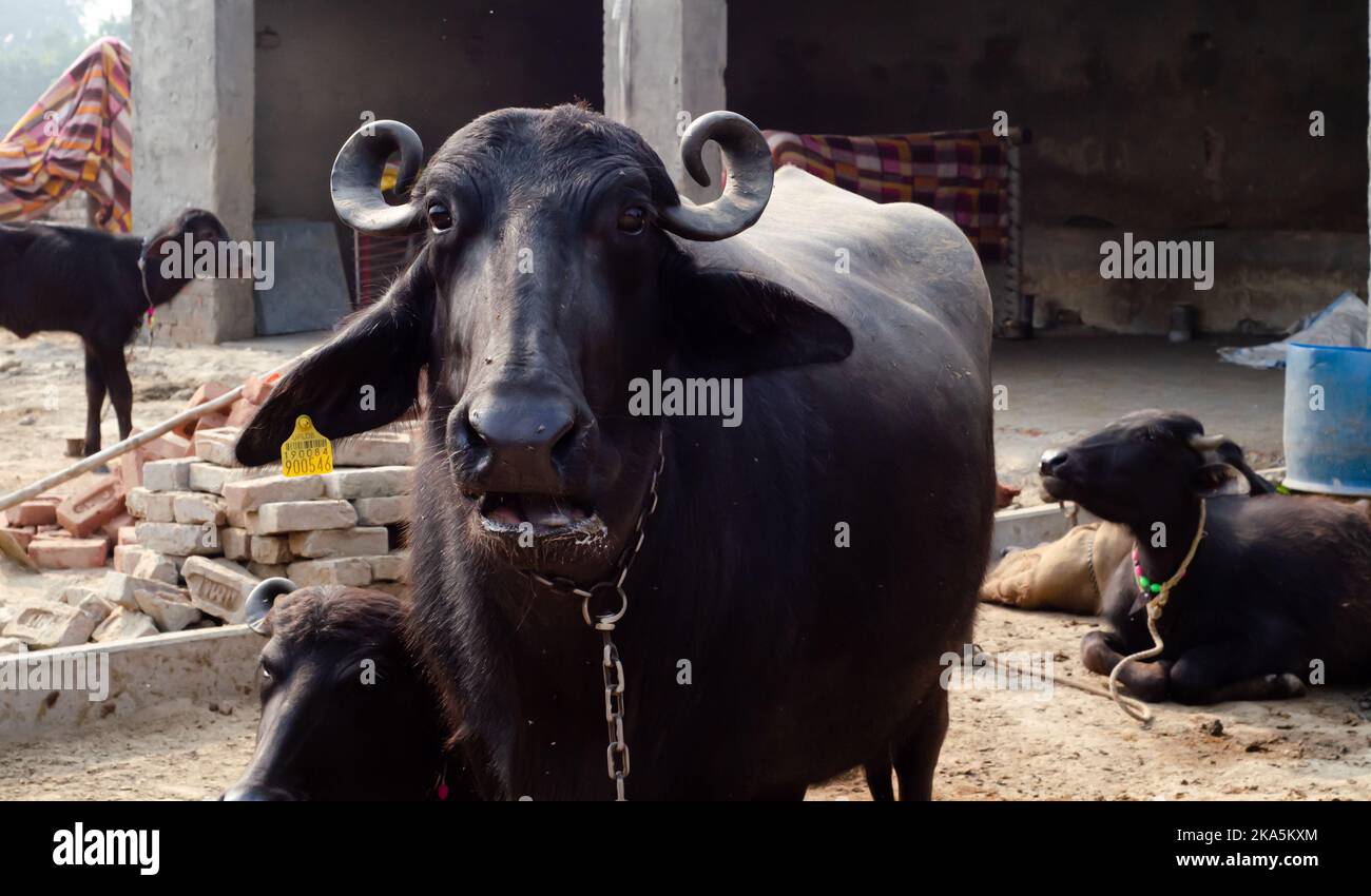 Super schwarzer Büffel Stockfoto