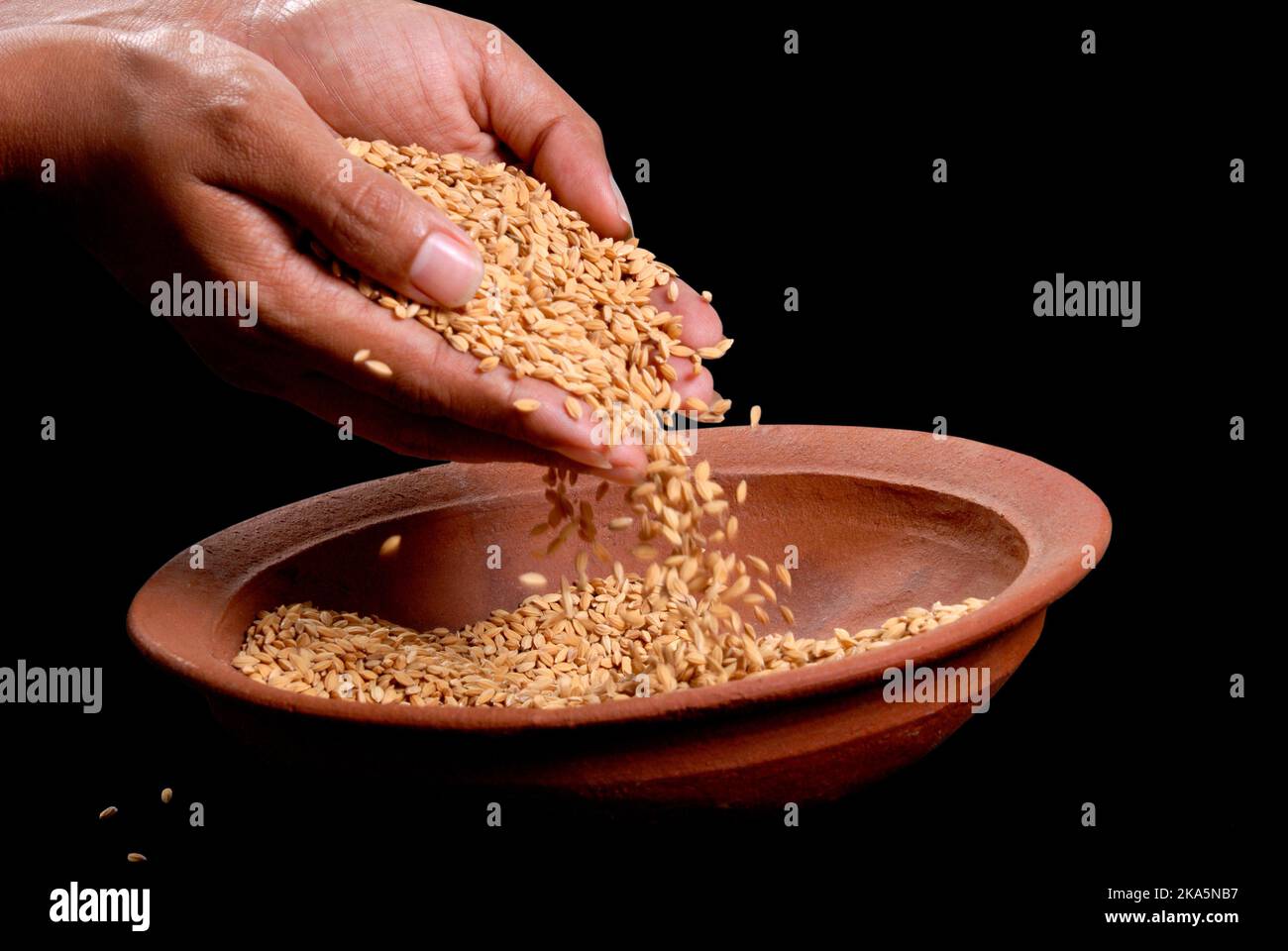 Junge Frau, die Reissamen erntet und in einen Tontopf gießt, sri lanka. Stockfoto