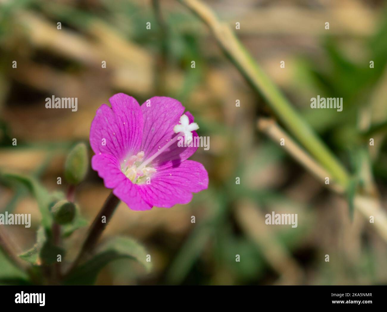 Natürliche schöne lila Blume für Sie Stockfoto