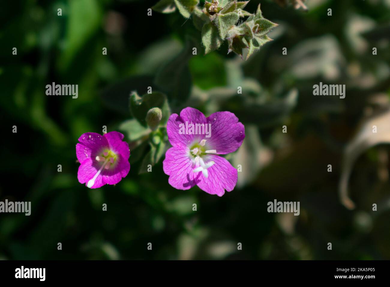 Schöne Blumen Stockfoto