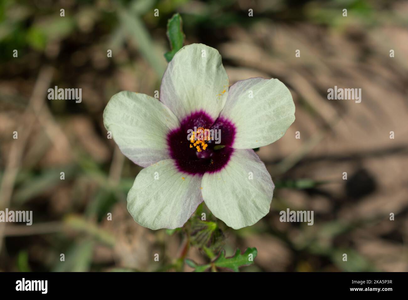 Eine ausgezeichnete Blumenansicht aus nächster Nähe Stockfoto