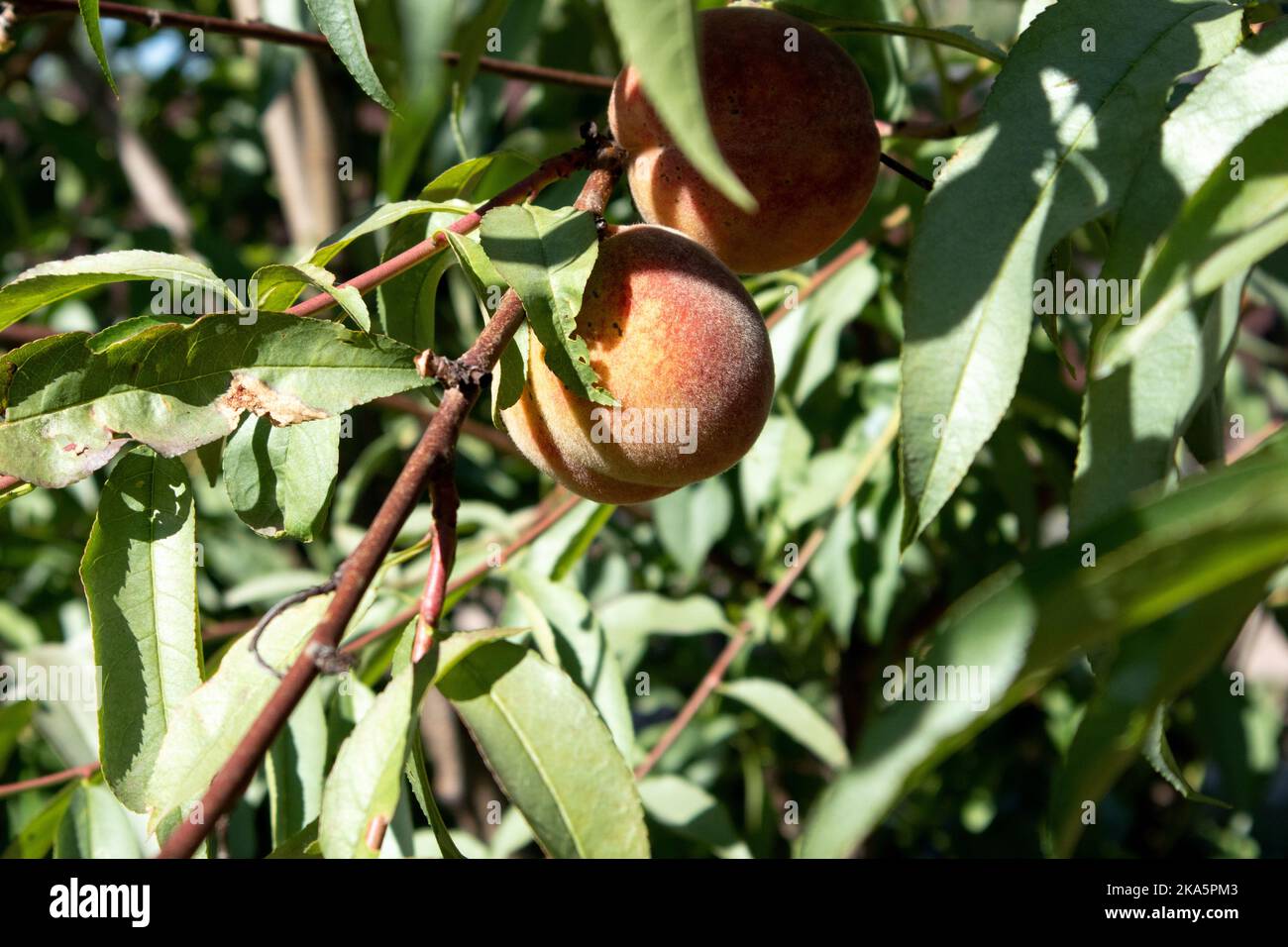 Natürliche Früchte. Pfirsiche wachsen im Sommer auf Bäumen. Peache auf Baumzweig im sonnigen Garten. Gesunde Ernährung, Vegetarismus, Vegan Stockfoto